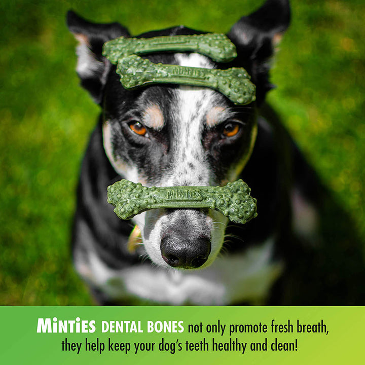 Minties VetIQ Dog Dental Bone Treats, Dental Chews for Medium/Large Dogs (Over 40 Lbs), 20 Count