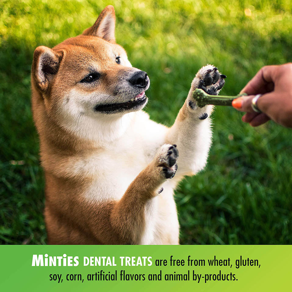 Minties VetIQ Dog Dental Bone Treats, Dental Chews for Medium/Large Dogs (Over 40 Lbs), 20 Count